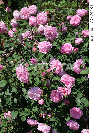 スペイン語で 美しい ピンクのバラ エルモサ Hermosa の写真素材