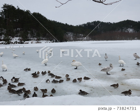新潟県　五十公野公園　白鳥 73824731