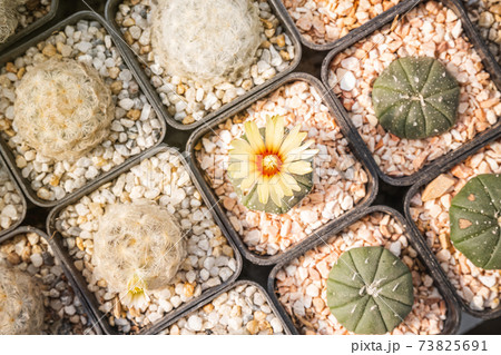 Cactus flowers, Astrophytum asterias with yellow flower is blooming on pot, Succulent, Cacti, Cactaceae, Tree, Drought tolerant plant. 73825691