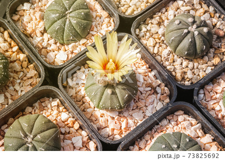 Cactus flowers, Astrophytum asterias with yellow flower is blooming on pot, Succulent, Cacti, Cactaceae, Tree, Drought tolerant plant. 73825692