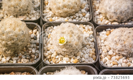 Cactus flowers, Mammillaria plumosa with white flower is blooming on pot, Succulent, Cacti, Cactaceae, Tree, Drought tolerant plant. Cactus flowers, Mammillaria plumosa with white flower is blooming on pot, Succulent, Cacti, Cactaceae, Tree, Drought tolerant plant. 73825693