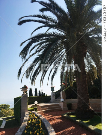 Palm tree standing against blue sky at the bahai garden. haifa.Israel. Palm tree standing against blue sky at the bahai garden. haifa.Israel. 73825767