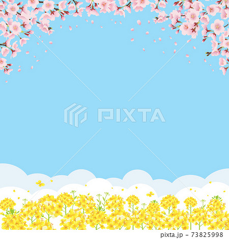 桜と菜の花畑 青空バックの背景イラスト 正方形 のイラスト素材