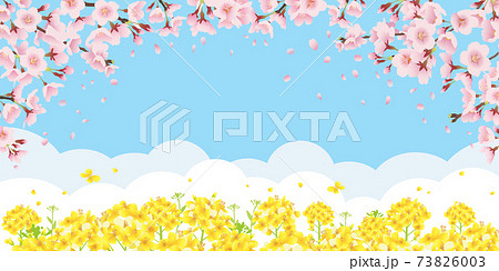 桜と菜の花畑 青空バックの背景イラスト 横長 2 1比率 のイラスト素材
