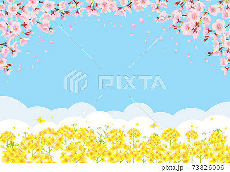 桜と菜の花畑 青空バックの背景イラスト 横長 A3 比率 のイラスト素材