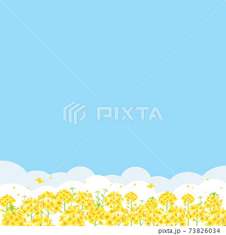 青空と菜の花畑 背景イラスト 正方形 のイラスト素材