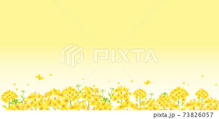 菜の花 一面黄色 菜の花畑 背景イラスト 横長 2 1比率 のイラスト素材