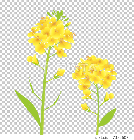 菜の花2本、寄り添うイラスト 菜の花2本、寄り添うイラスト 73826073