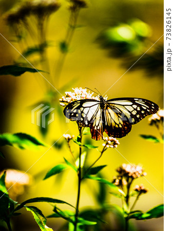 毎年恒例のアサギマダラの休憩地の飛来状況 73826145