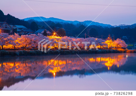 広島県 庄原市上野公園の桜の写真素材