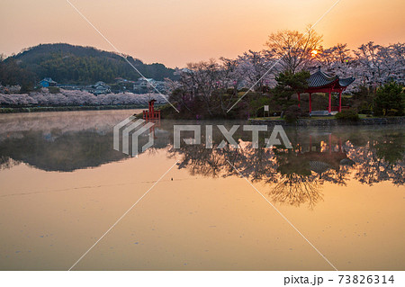 広島県 庄原市桜の名所上野公園の日の出の写真素材