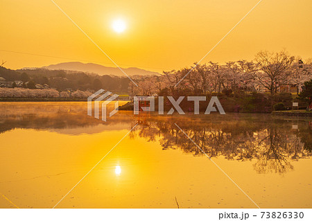 広島県 庄原市桜の名所上野公園の日の出の写真素材