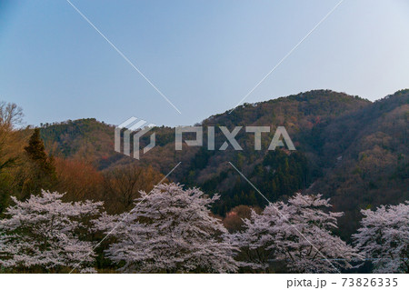 広島県三次市　美波羅川の千本桜 73826335