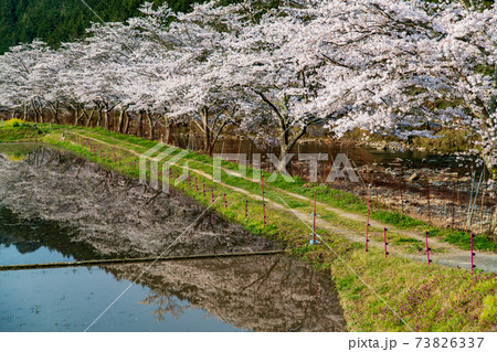 広島県三次市 美波羅川の千本桜 広島県三次市 美波羅川の千本桜 73826337
