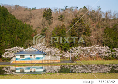 広島県三次市 美波羅川の千本桜 広島県三次市 美波羅川の千本桜 73826342