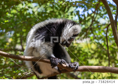 A black and white Vari Lemur looks quite curious 73826414