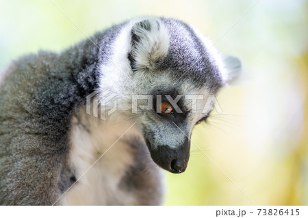 A funny ring-tailed lemur in its natural environment 73826415