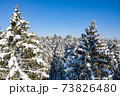 Winter forest on a clear, frosty day. Beautiful Christmas trees stand all in the snow against the blue sky. Aerial view, shot on a drone. 73826480