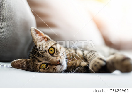 Cute little lazy tired tabby cat relaxing enjoy lying, napping and dreaming on cozy outdoor wicker armchair at backyard in warm sunset lights. Funny happy domestic pet sleeping on sofa at yard 73826969