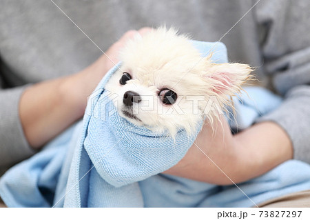 愛犬ポメラニアンのシャンプー後にタオルで水を拭き取る男性 73827297