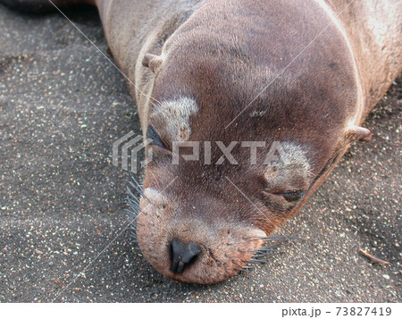 ガラパゴス諸島の海岸でうつ伏せで眠るガラパゴスアシカの写真素材