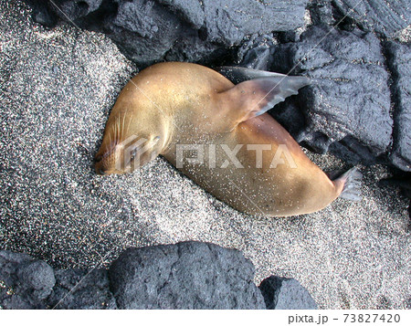 ガラパゴス諸島の海岸の岩場で寝そべるガラパゴスアシカの写真素材 7374