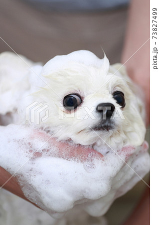 バスルームで愛犬ポメラニアンをシャンプーして清潔を保つ男性 73827499