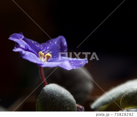 室内の花の女王セントポーリアの青い花 73828292