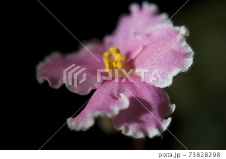 室内の花の女王セントポーリア、ピンクの花、品種名マリリン 室内の花の女王セントポーリア、ピンクの花、品種名マリリン 73828298