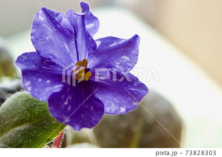 室内の花の女王セントポーリアの青い花 73828303