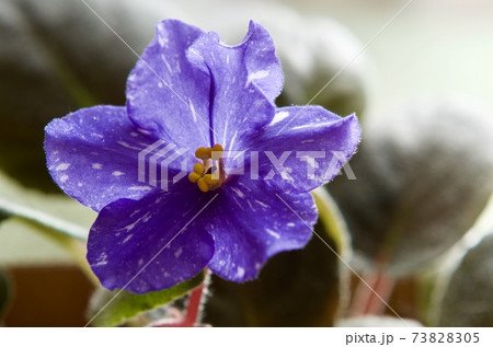 室内の花の女王セントポーリアの青い花 73828305
