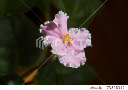 室内の花の女王セントポーリア、ピンクの花、品種名マリリン 73828312