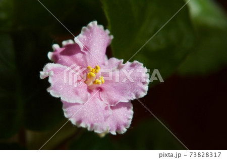 室内の花の女王セントポーリア ピンクの花 品種名マリリンの写真素材 7317