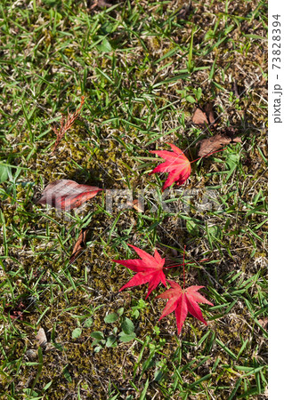 芝生の上の真っ赤な紅葉 73828394