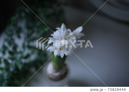 室内で水耕栽培された白いヒヤシンスの写真素材