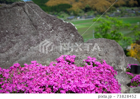 かもんしらおの芝ザクラ かもんしらおの芝ザクラ 73828452