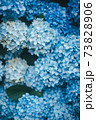 画面いっぱいの青い紫陽花 73828906