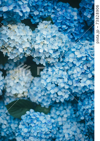 画面いっぱいの青い紫陽花 73828906