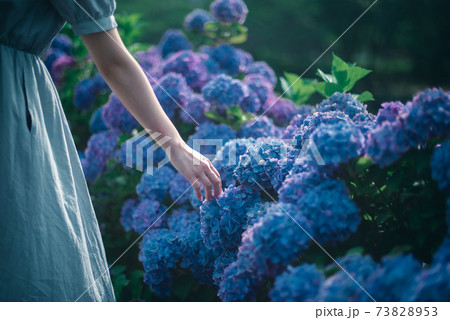 紫陽花に手を伸ばす女性 73828953
