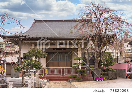 [東京・日暮里] 東京の布袋尊を祀る谷中七福神の修性院に咲く枝垂桜 73829098