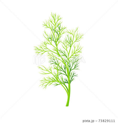 Fennel as Plant Specie with Feathery Leaves Vector Illustration 73829111