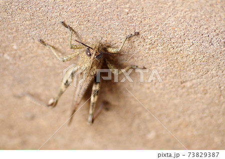 Gray Locust  on a cement floor 73829387