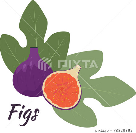 Fig fruits on a white background, editable object. Figs whole and cut in half with leaves. Isolated object. 73829395