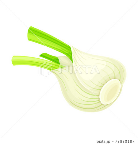 Florence Fennel or Finocchio Bulb as Raw Crisp Vegetable Vector Illustration Florence Fennel or Finocchio Bulb as Raw Crisp Vegetable Vector Illustration 73830187