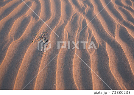 夕日に照らされたピンクの砂浜 風の模様と海の生き物の足跡付き 場所はアメリカ テキサス州ガルベストンの写真素材