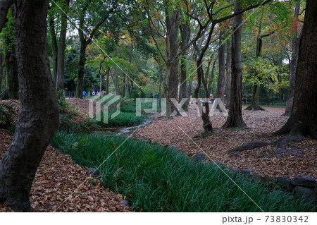 下鴨神社糺の森 73830342