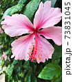 Bright pink large flower of hibiscus. Hibiscus rose sinensis. on green leaves natural background. Haifa. Israel. 73831045