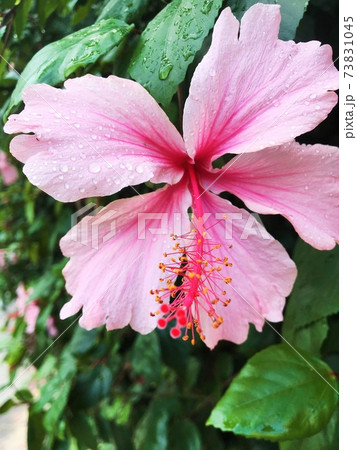 Bright pink large flower of hibiscus. Hibiscus rose sinensis. on green leaves natural background. Haifa. Israel. 73831045