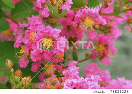 サルスベリ　 73831228