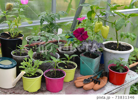 Vegetable and flower seedlings in pots with gloves and tools on the table in greenhouse. Vintage botanical background with plants, home hobby still life with gardening objects and nature. Vegetable and flower seedlings in pots with gloves and tools on the table in greenhouse. Vintage botanical background with plants, home hobby still life with gardening objects and nature. 73831346